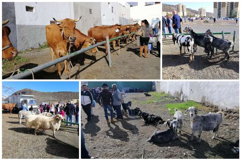 Imágenes de la feria de ganado de este domingo en Jinámar (Foto Antonio Alí)